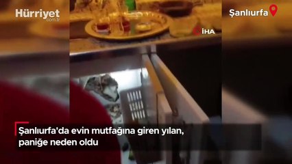 Şanlıurfa'da evin mutfağına giren yılan, paniğe neden oldu