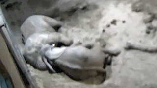 Cuddling elephants captured on CCTV give insight into fascinating sleeping habits