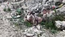 Tunceli’de anne ayı, yavrularını emzirirken yakından görüntülendi