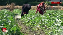 Hatay'da salatalık hasadı başladı: Tarla fiyatı 30 TL'den alıcı buluyor