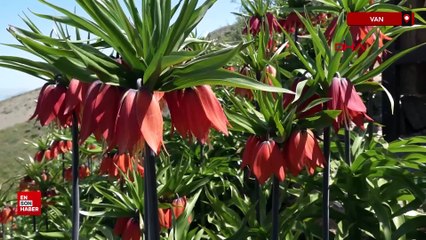 Van'da ters laleler, jandarma ekipleri tarafından korunuyor