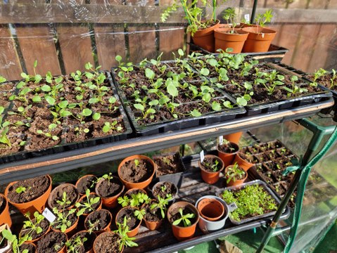 Seedling progress and Garden Tour: Gardening With Brendan Week 7