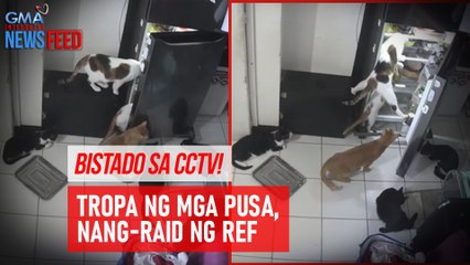 Descargar video: Bistado sa CCTV! Tropa ng mga pusa, nang-raid ng ref | GMA Integrated Newsfeed