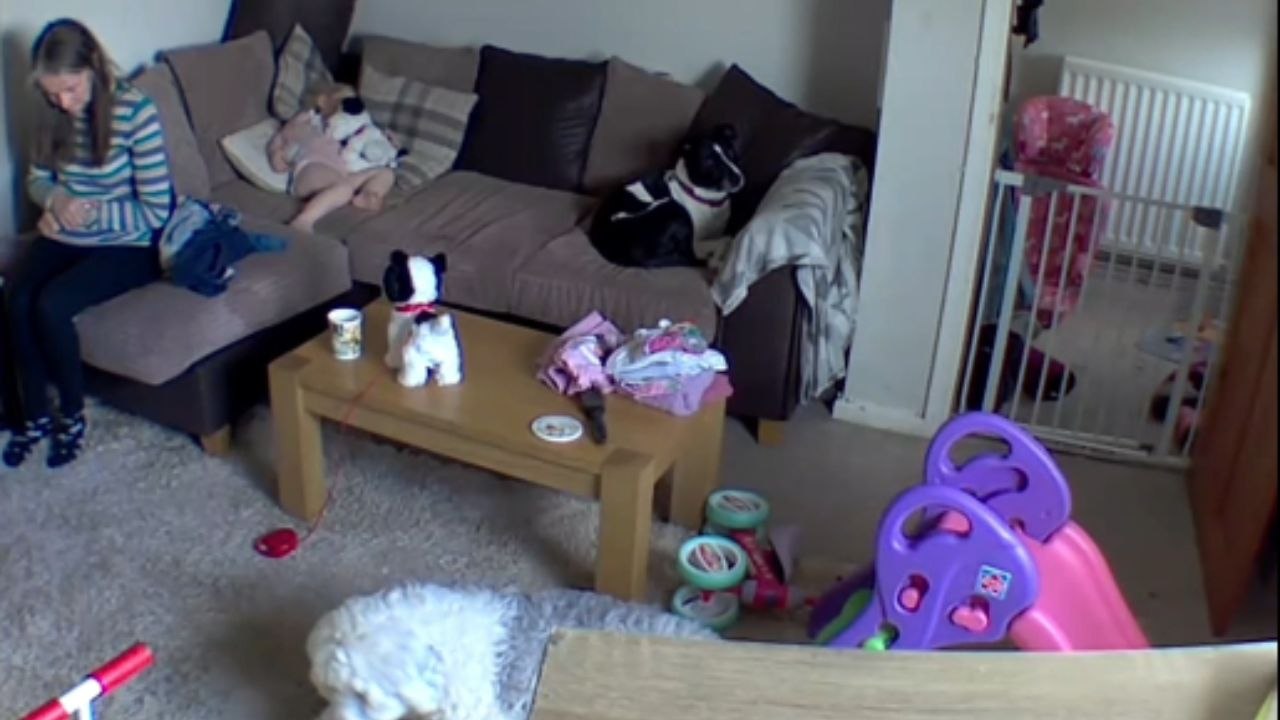 Dog stumbles on the path to reunite with her fashionably disguised owner