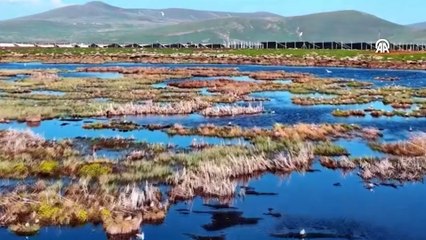 Buzları çözülen Çalı Gölü'ne göçmen kuşlar gelmeye başladı