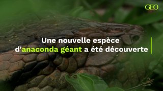 Une nouvelle espèce d'anaconda géant a été découverte