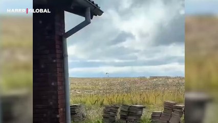 Yavrularını şahinlerden korumaya çalışan anne tavşanın çabası görenleri ağlattı
