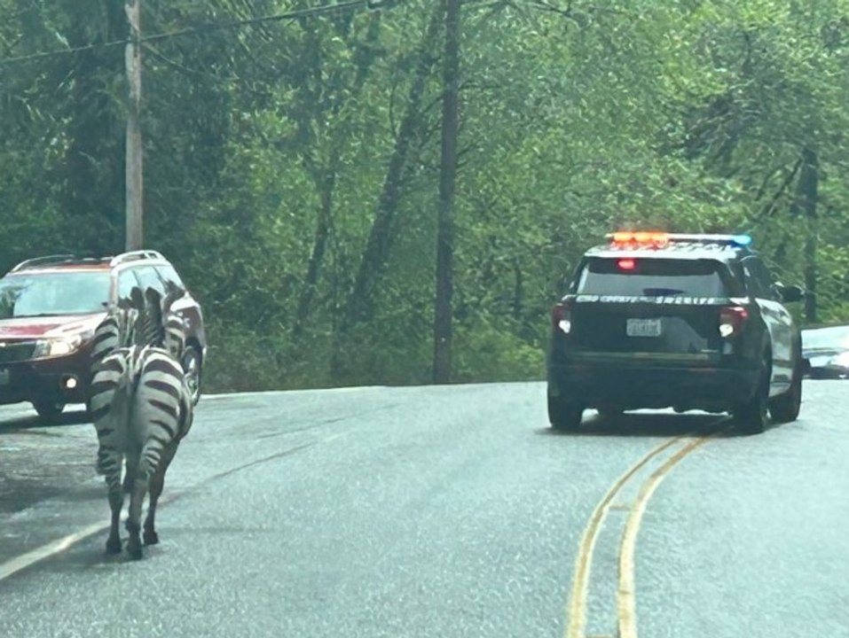 Ausgebüxte Zebras legen Verkehr auf Autobahn lahm