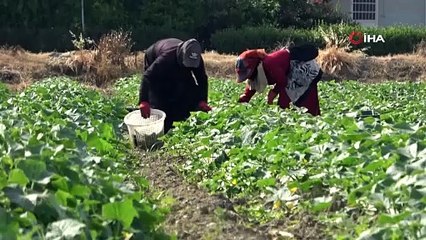 Hatay'da hasadı başladı, aracısız satılıyor: Tarlada kilosu 30 TL!
