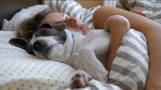 Dormir avec un chien serait plus néfaste pour le sommeil que de dormir avec un chat