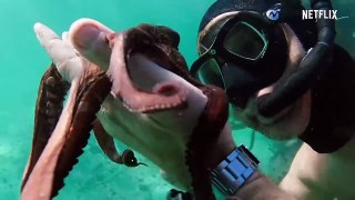 My Octopus Teacher - Trailer