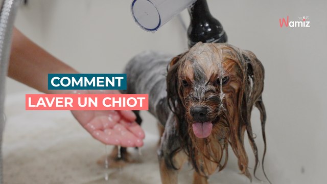 À quel âge peut on laver un chiot ? Tout sur le premier bain du chiot