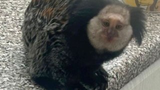 Woman's shock after finding South American monkey in her conservatory at home