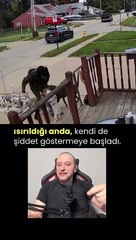 Tasmasız köpek gezdirmenin sakıncaları