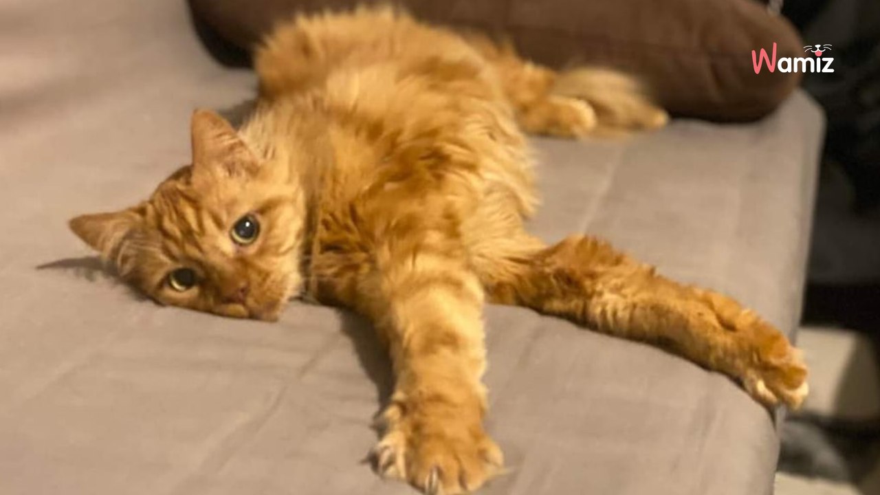 Senior cat suddenly homeless when owner moves to nursing home and no one wants him