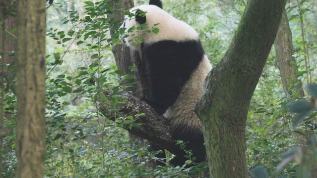 Jin Xi y Zhu Yu, los dos osos pandas de Madrid.