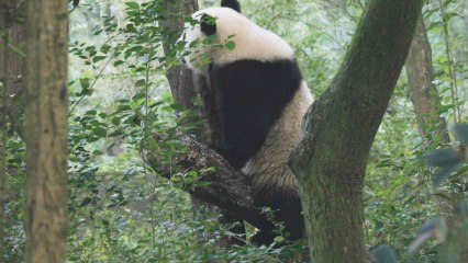 Jin Xi y Zhu Yu, los dos osos pandas de Madrid.