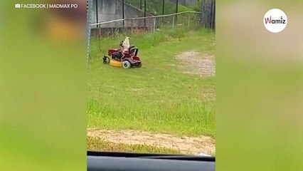 Nachbar lacht sich kaputt, als er kapiert, was im Garten nebenan abgeht (Video)