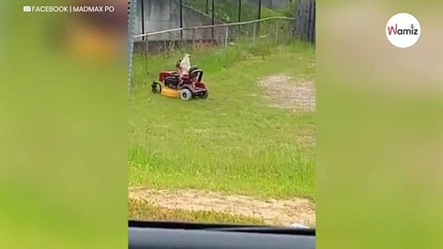 Nachbar lacht sich kaputt, als er kapiert, was im Garten nebenan abgeht (Video)