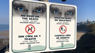 Pembrokeshire Council to carry out 'pooch patrols' for breaches of beach byelaws