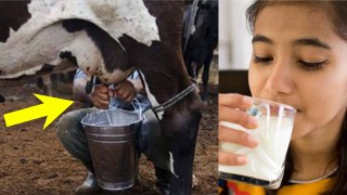 Cow Milk में मिला Bird Flu Virus, क्या गाय का दूध पीना चाहिए या नहीं | Boldsky