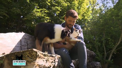 La vie secrète des chats
