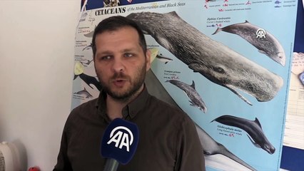 Sinop kıyıları yaklaşık 1500 yunusa ev sahipliği yapıyor
