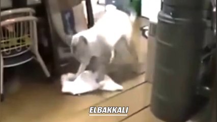 Very funny cat cleaning the house