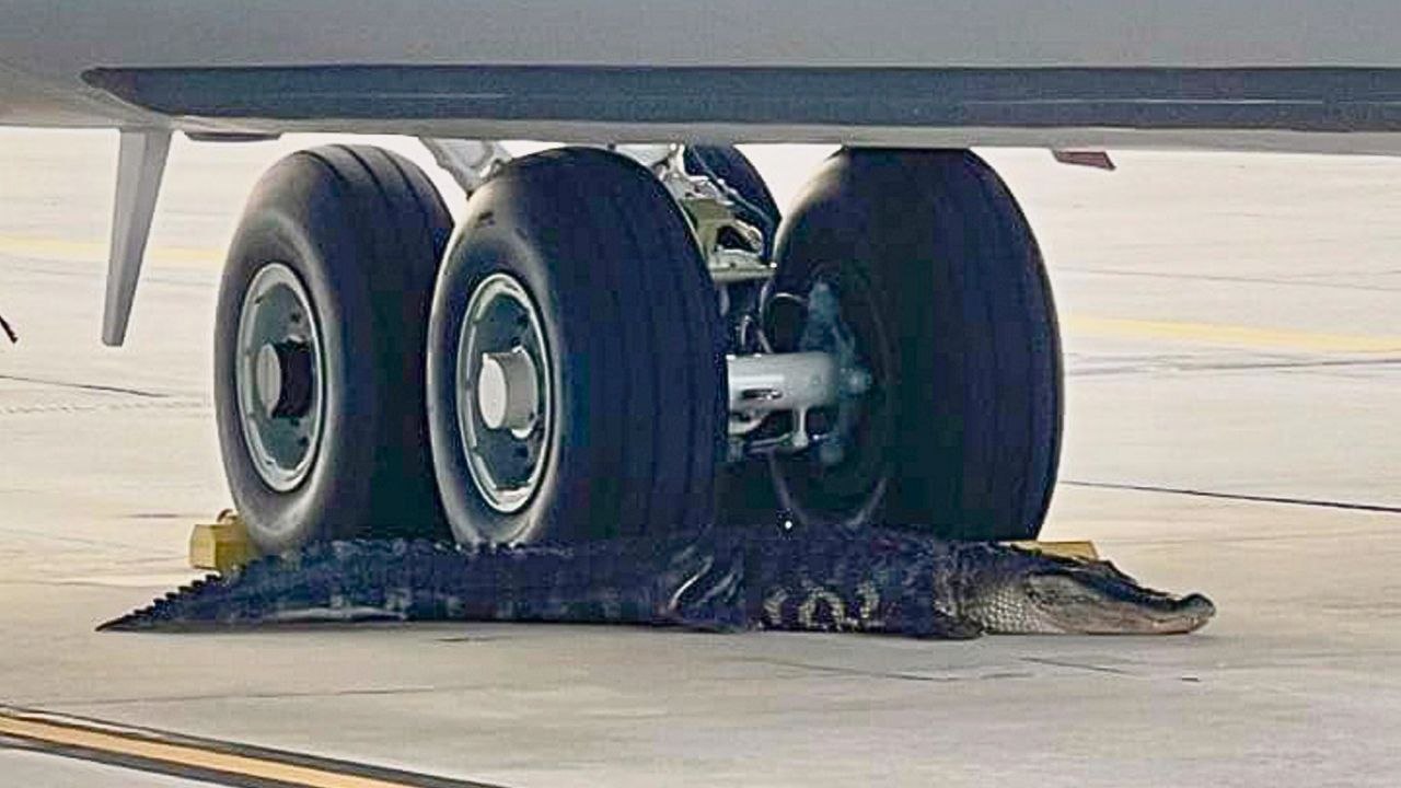 Ein dösender Alligator verhindert Flüge auf dem Luftwaffenstützpunkt Florida