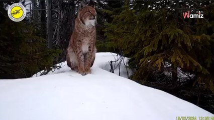 Niedaleko pada jabłko od jabłoni: zachowanie nagranego przez Park Narodowy rysia bawi właścicieli kotów