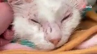 Le vétérinaire passe un coup de fil pour un chat errant : ce qu'il propose va changer sa vie 9 mois plus tard (vidéo)
