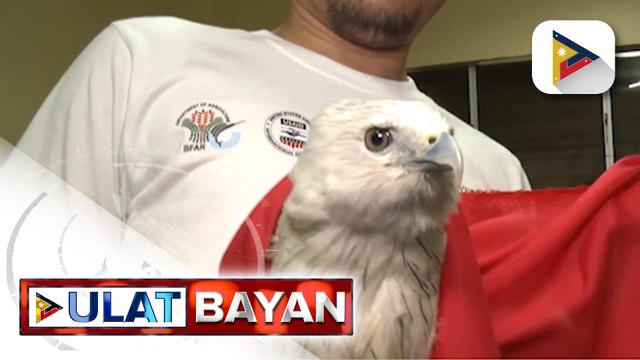 Brahminy Kite sa Lapu-Lapu City, naiturn-over na sa DENR Region 7; pakpak ng ibon, nakitaan ng...