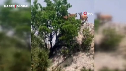 Dağ keçileri sürü halinde Harput’ta görüntülendi