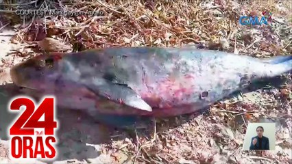 Balyenang may bigat na 120kg, inanod sa Romblon; sugatan at wala nang buhay | 24 Oras