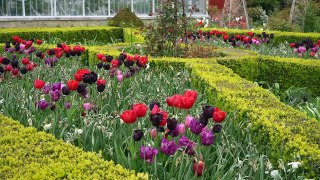 Arundel Castle's head gardener hails 2024 Tulip Festival success