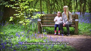 Arlington Bluebell Walk 2024 in East Sussex
