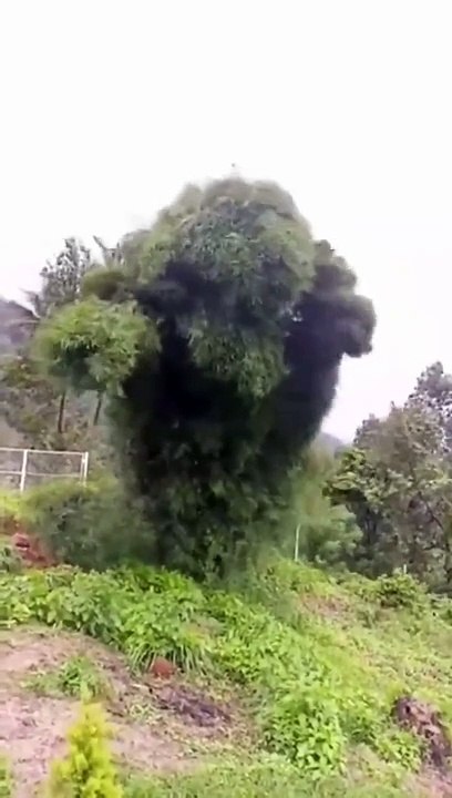 Different Types Of Scary Tree Shapes #shorts #shortvideo #video #virals #videoviral #innovationhub