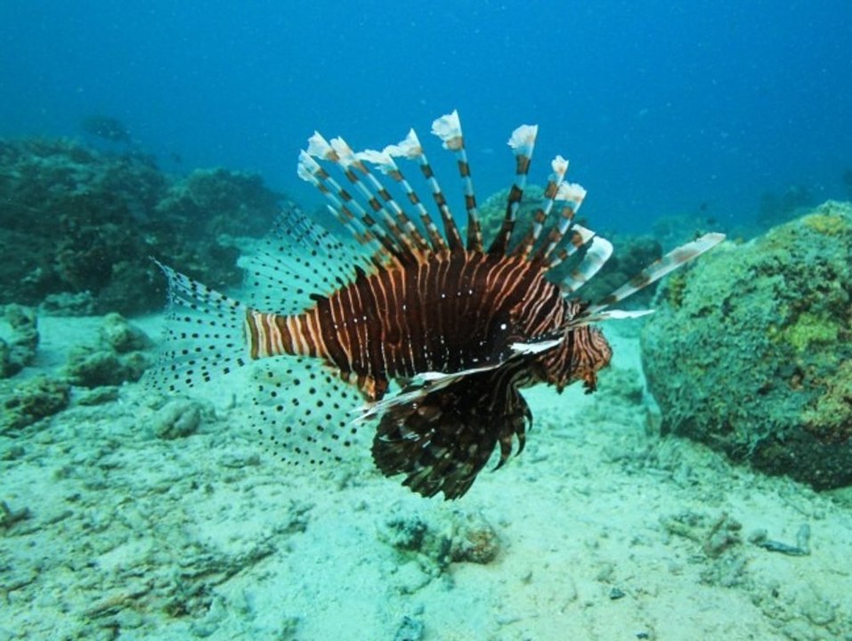 Achtung! dieser giftige fisch breitet sich im mittelmeer aus