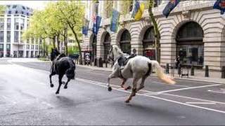 household cavalry horses london