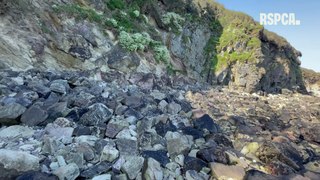 Badger rescued after cliff fall