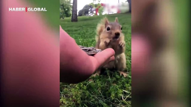 Parkta gördüğü sincabı elleriyle besleyen vatandaşın yüce gönüllüğü takdir topladı