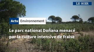 Le parc national Doñana menacé par la culture intensive de fraise