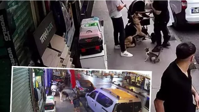 Esenler'de 'Yedi Bela Hüsnü' adlı kedi, kimseye geçit vermiyor... Güldüren anları böyle kaydedildi