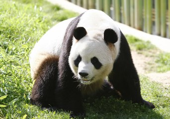 Una nueva pareja de pandas chinos llega al Zoo Aquarium de Madrid