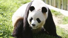 Una nueva pareja de pandas chinos llega al Zoo Aquarium de Madrid