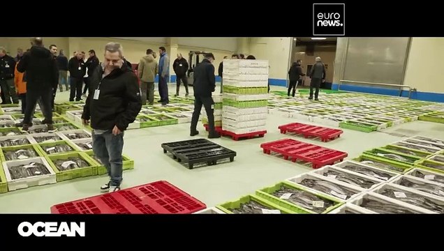 Хек выплыл: в Атлантике спасли популяцию рыбы, на очереди - Средиземное море