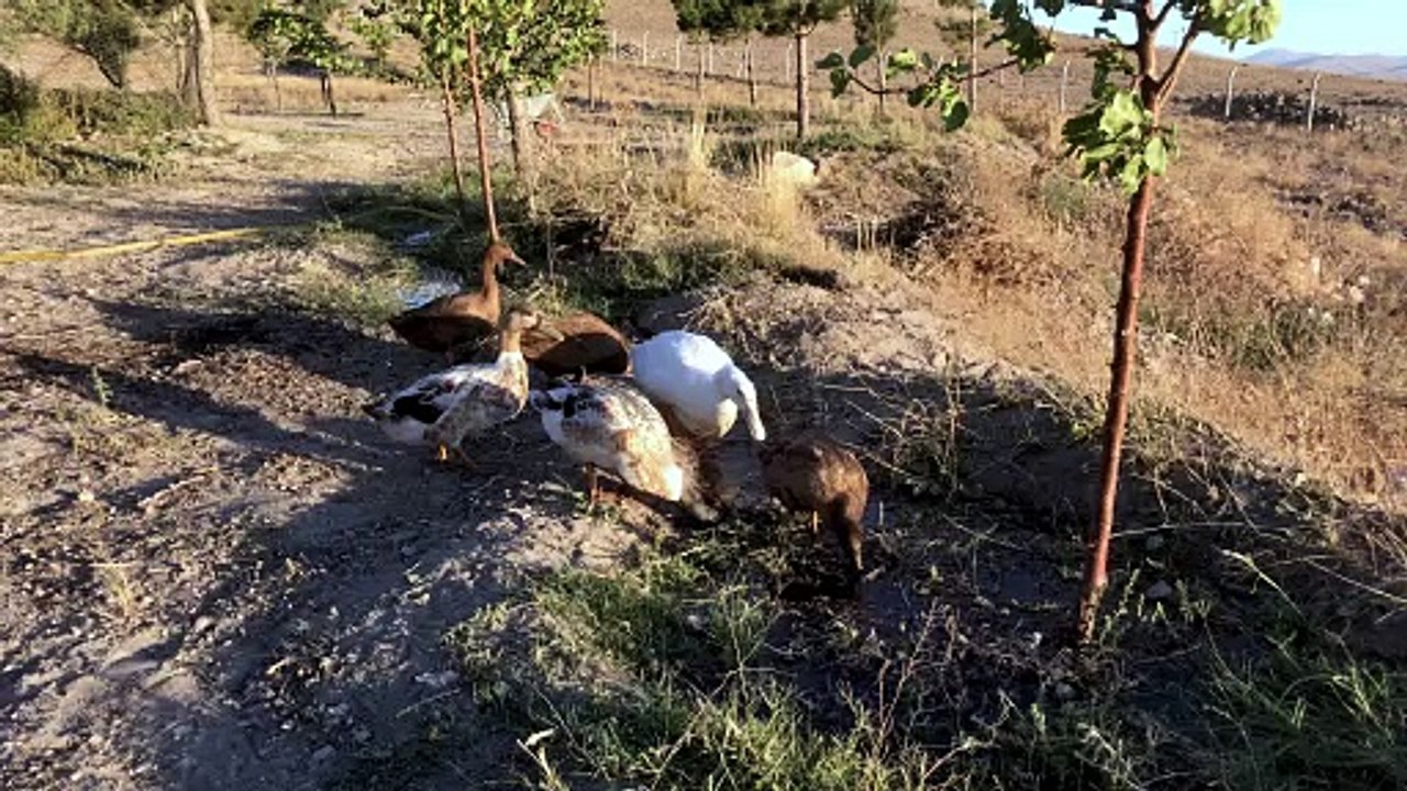 Ördeklerin çıkardığı güzel sesler.