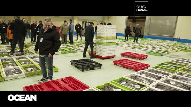 Comment les efforts européens ont permis de sauver le merlu de l'extinction