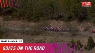 Near Live - Stage 3 - GOATS on the roads
