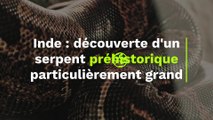 Découverte d'un serpent préhistorique 